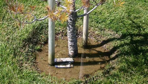 moisture meter keeping tree happy|Underwatered Overwatered Tree: Identifying Signs and Solutions.